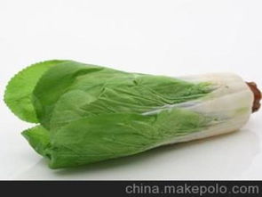 生菜蔬菜供应商与批发市场 价格与采购指南