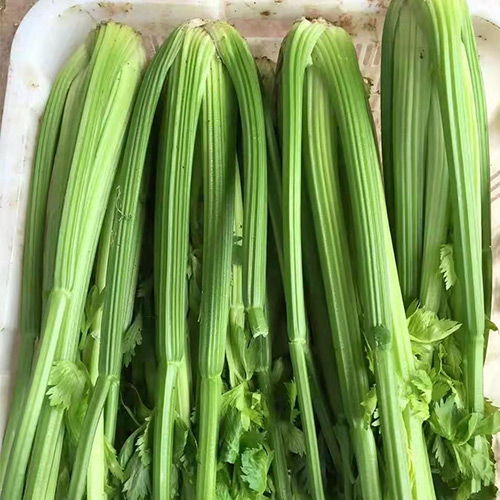 高榕农业 物美价廉的粗纤维蔬菜批发首选