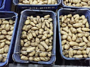 罗湖新鲜蔬菜批发 为何东莞蔬菜更划算？解析顺旺农产品配送服务优势