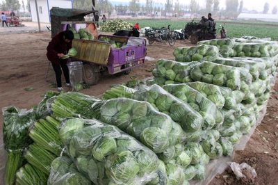 从三毛一斤的批发价到餐桌上的长青菜 菜价的旅程与思考