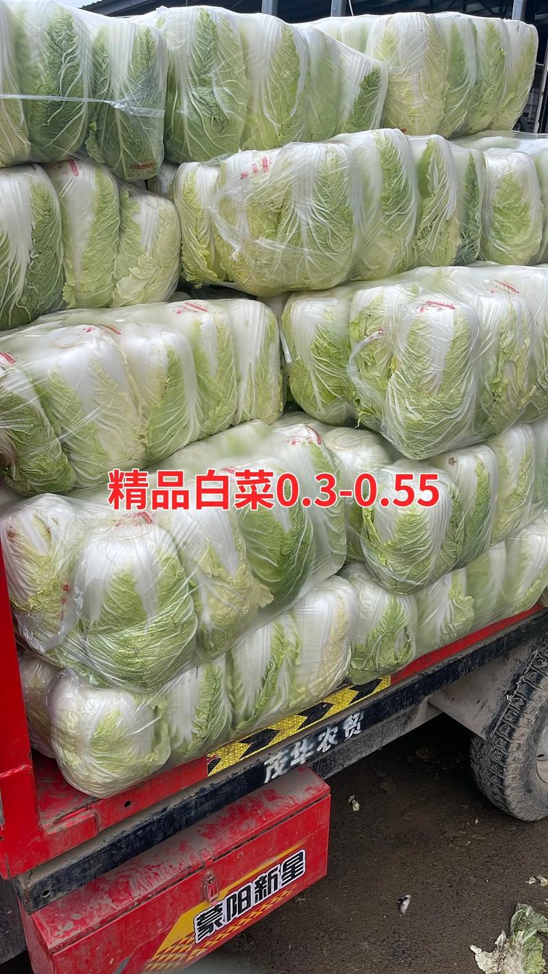 临沂茂华蔬菜批发市场1月27日行情快报 优质农产品助力春季餐桌