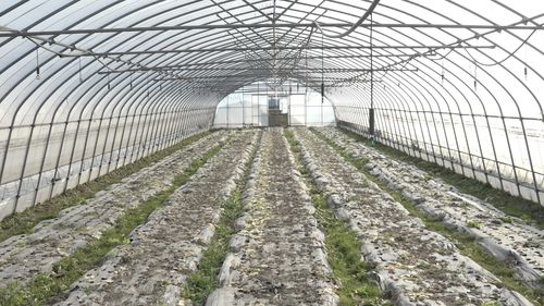 寒潮来袭，上海蔬菜基地全力御寒保障市民“菜篮子”稳定