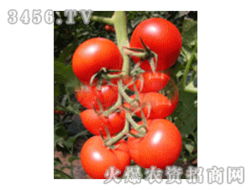 蔬菜种子招商加盟与批发全攻略 抓住农业产业链新机遇